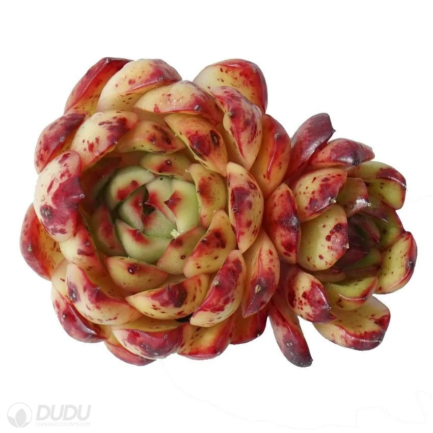 New Arrival Red Queen Double Head Echeveria Natural Live Succulent