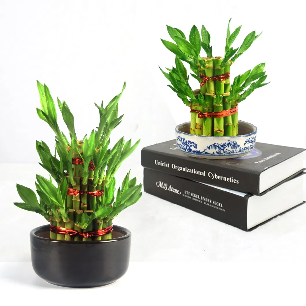 Dracaena Sanderiana Lucky Bamboo Supplier 20 Years Experience