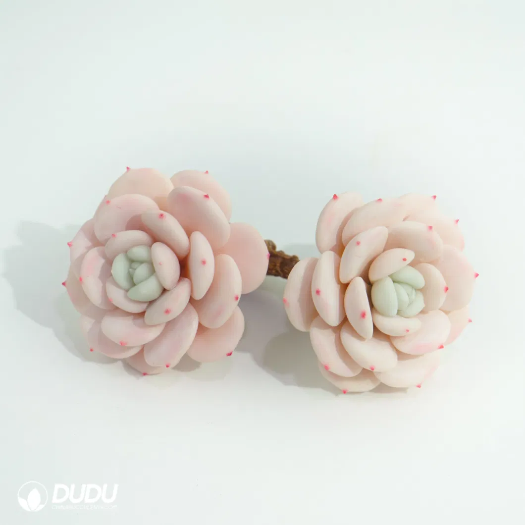 Dudu Factory Euphorbia Clay Echeveria Laui Moran &amp; Meyran Double-Head for Garden Decorative