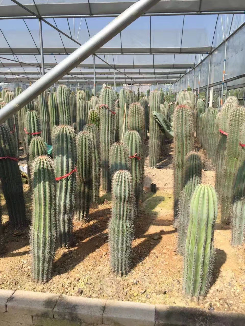 Pachycereus Pringlei Cactus Outdoor Plants