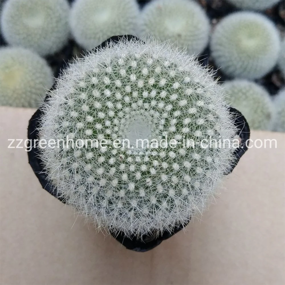 Cactus Notocactus Haselbergii Ball Shape Live Plant