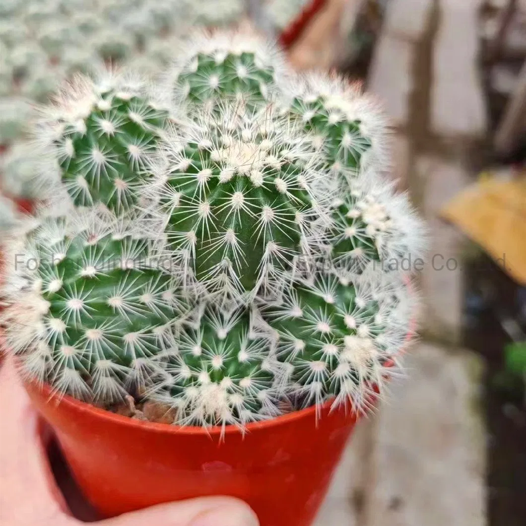 Live Cactus and Succulent Indoor Plant