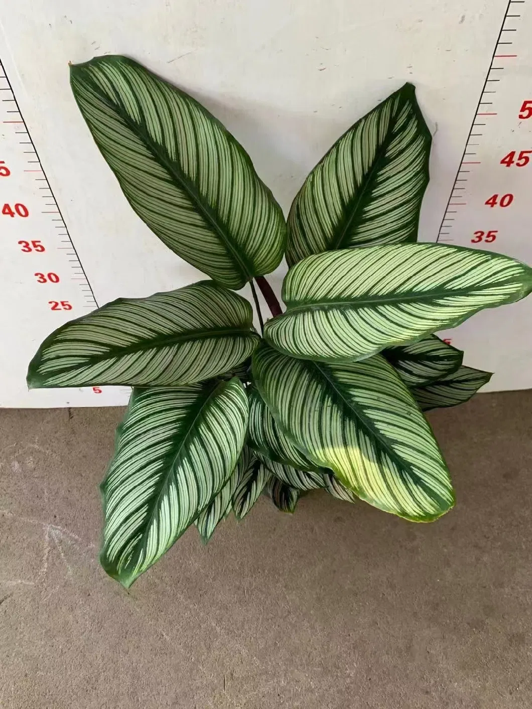 Calathea Sanderiana White (Sander) Gentil Live Plant Wholesale Ornamental