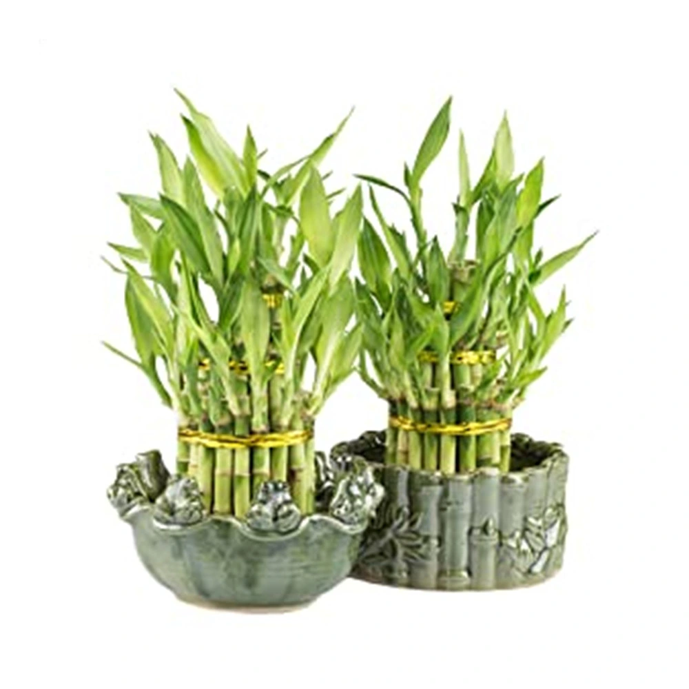 Live Lucky Bamboo Indoor Plants 3 Layer for Home Decoration Wholesale Succulents