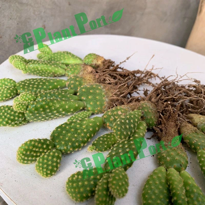 Succulent Cactus Nursery Opuntia Microdasys (Lehm.) Pfeiff. Bonsai Tree Wholesale Indoor Plants