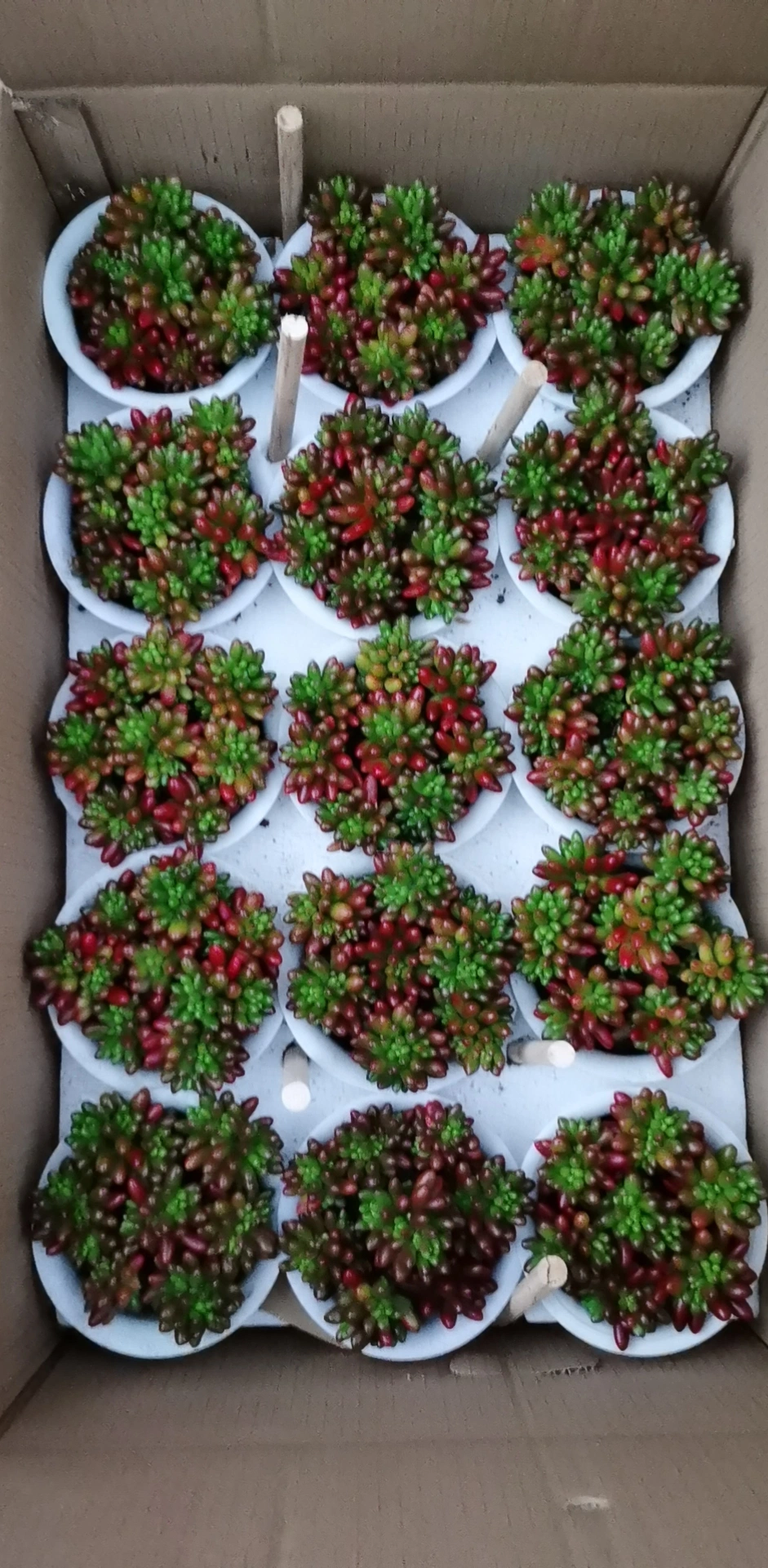 Wholesale Nursery Echeveria/Haworthia/Lithops/Aeonium/Cactus Colourful Rare Natural Live Succulent Plants Hongzhiyu