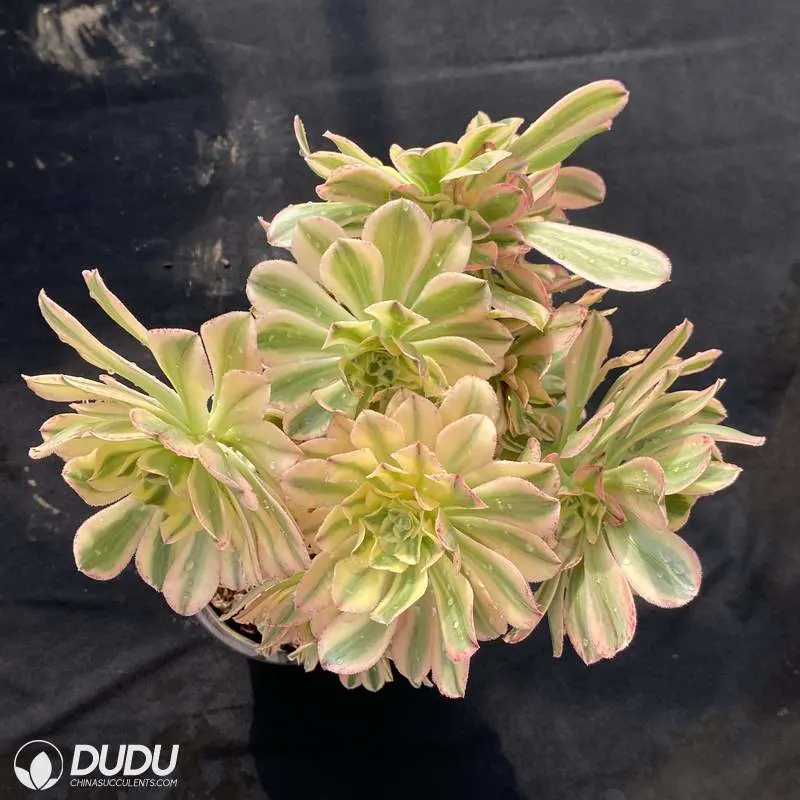 Dudu Real Prettiest Brilliant Umbrella Variegated Aeonium Natural Live Succulent