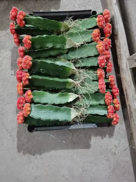 Cactus Succulent Gymnocalycium Mihanovichii Variegated Home Decorative Plants