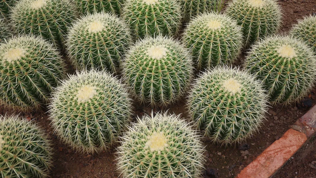Different Size Live Echinocactus Grusonii Optional Cheap Cactus Wholesales From Farm