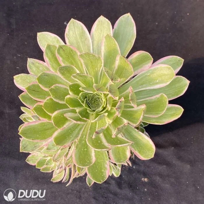 Dudu Hot Sale Green Rose Variegate Aeonium Natural Live Succulent
