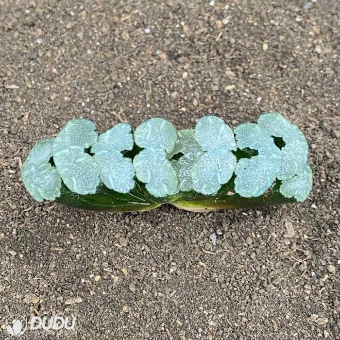 Dudu Hot Sale Messy Hair Haworthia Natural Live Succulent