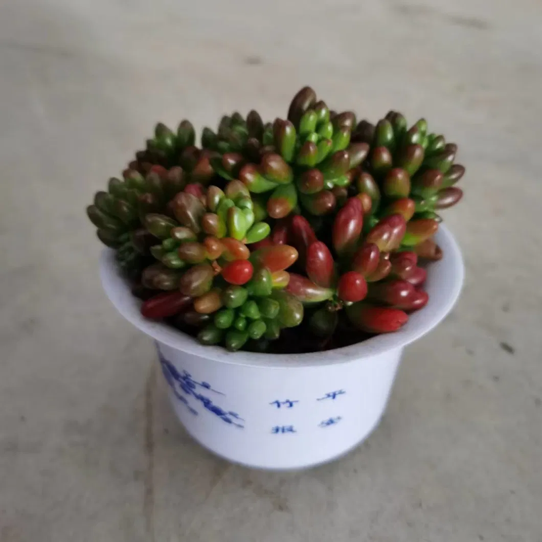 Wholesale Nursery Echeveria/Haworthia/Lithops/Aeonium/Cactus Colourful Rare Natural Live Succulent Plants Hongzhiyu