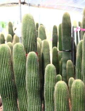Wholesale High Quliaty Real Plants Neobuxbaumia Polylopha Cactus Succulent Indoor/Outdoor Plants Supplier