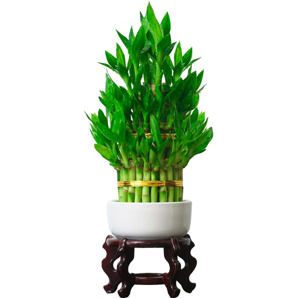 Braided Lucky Bamboo 2layers Tree Bamboo Plant Spiral Bamboo Tower Succulents Live