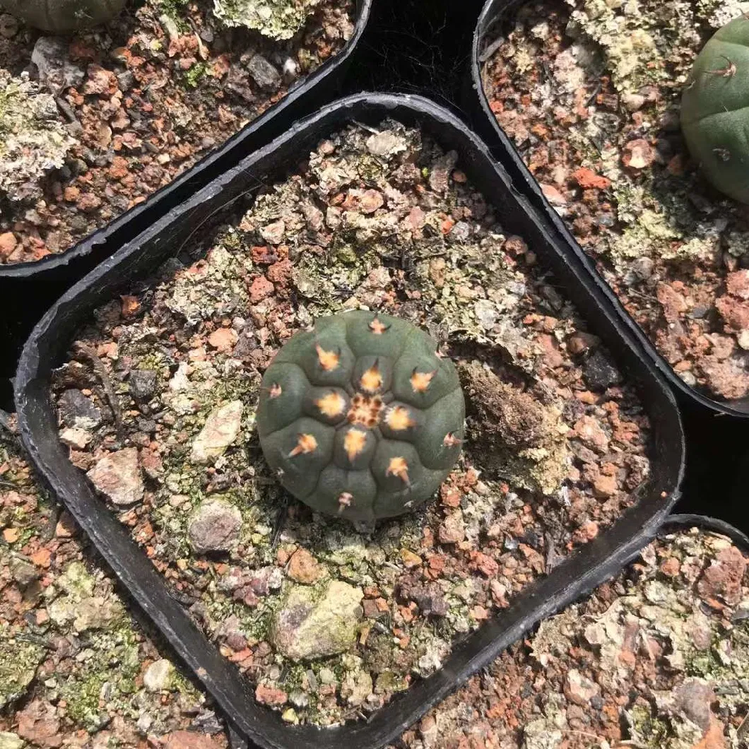 Ranunculus Ternatus Cactus and Succulent Indoor Live Plants Nursery Gardening Plant