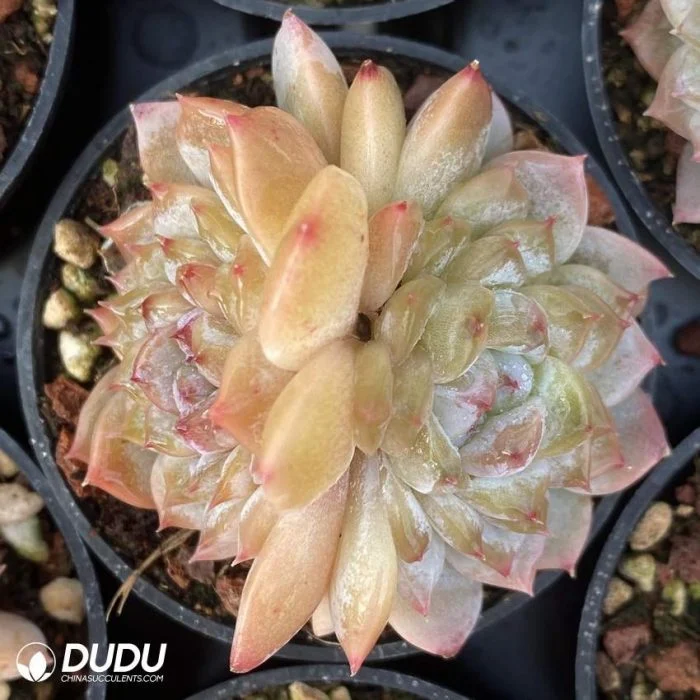 Dudu Real Indoor Echeveria Ice Grape Double Head Natural Live Succulent in Bulk