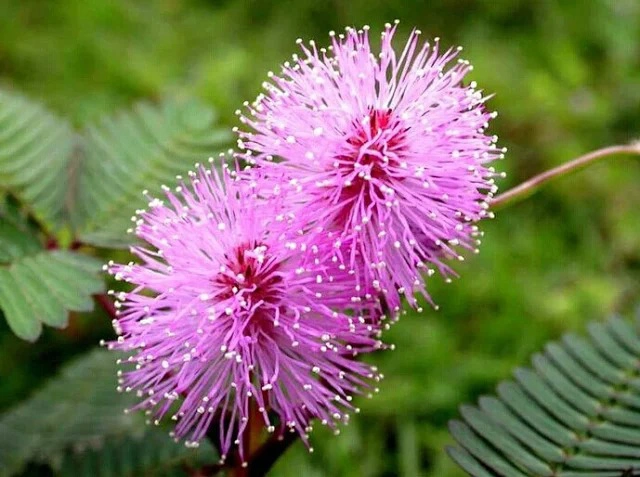 Sensitive Plant Seeds, Mimosa Pudica Linn. Seeds