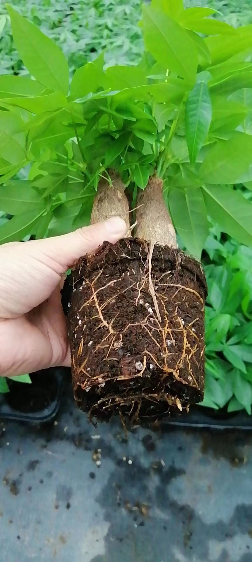 Pachira Macrocarpa Stems Bonsai Tree