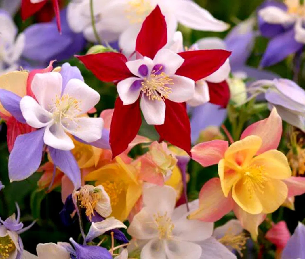 Columbine Seeds Aquilegia Hybrid Seeds Sell