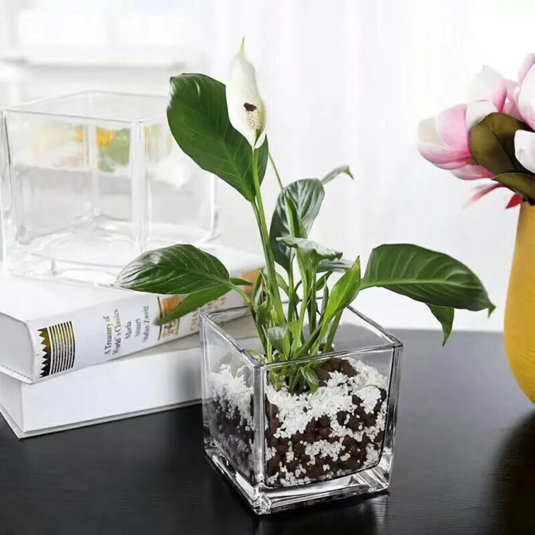 Square Shape Clear Glass Vase for Succulent Plants