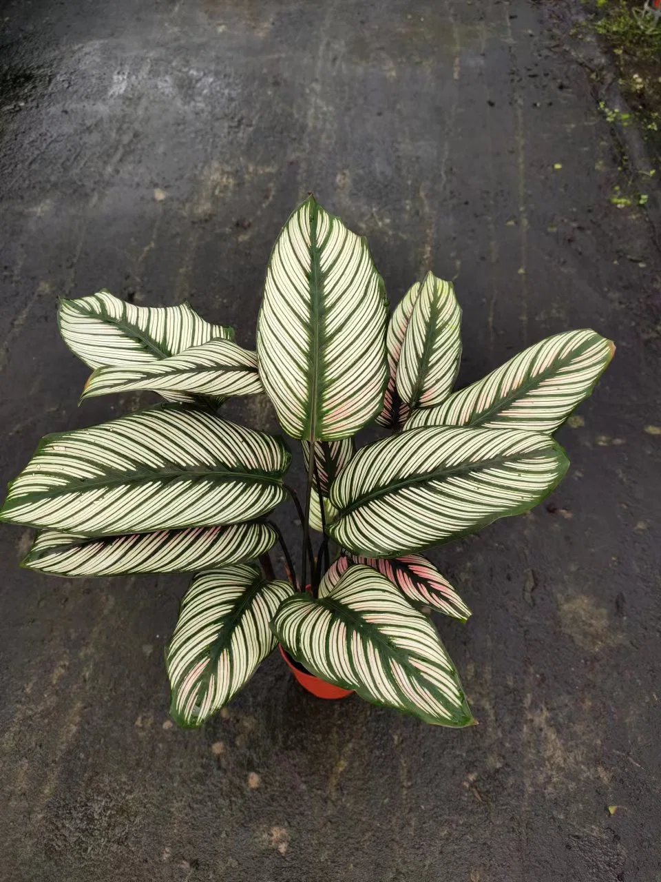 Calathea Sanderiana White (Sander) Gentil Live Plant Wholesale Ornamental