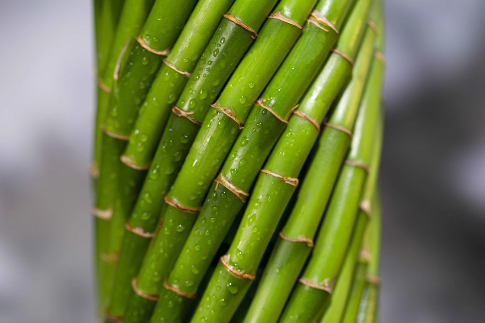 Brided Lucky Bamboo Spiral Bamboo Tower Succulents Nursey Lucky Wheel Plants Live