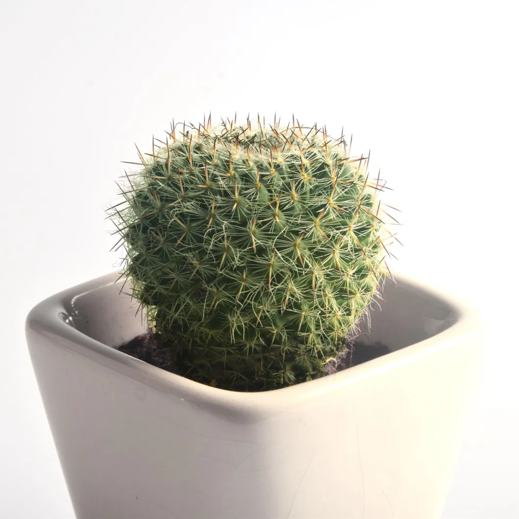 Cactus Live Plants Mini Size Mammillaria Hahniana Red Color Flowers Indoor Plants