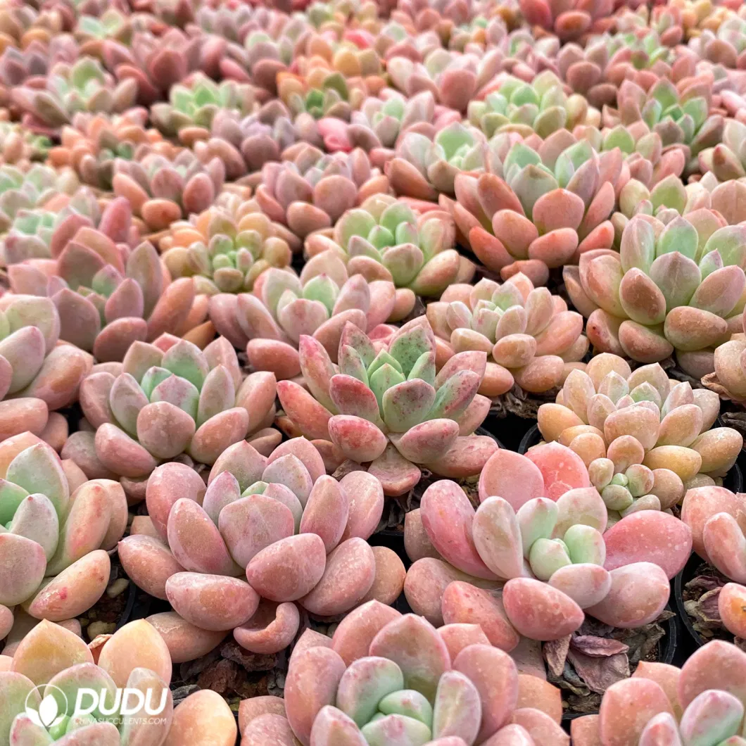 Dudu Wholesale Nursery Echeveria/Haworthia/Lithops/Aeonium/Cactus Colourful Rare Natural Live Succulent Plants