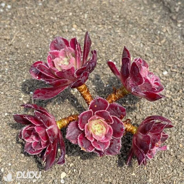 Dudu Hot Sale Oblonga &prime;macrantha&prime; Variegate Aeonium Natural Live Succulent