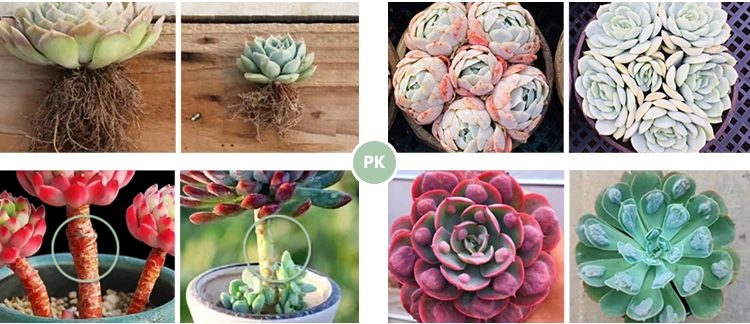 Dudu New Arrival Real Echeveria Ice Jade Clustering Natural Live Succulent
