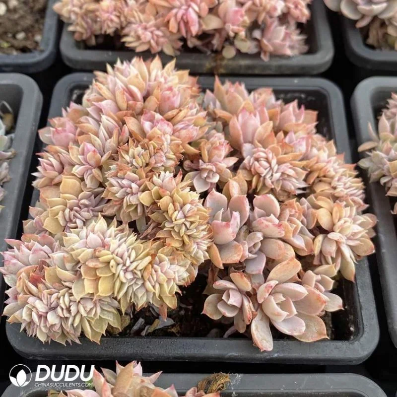 Wholesale Beautiful Echeveria Peacockii Desmetiana Crested Natural Live Succulent Plants