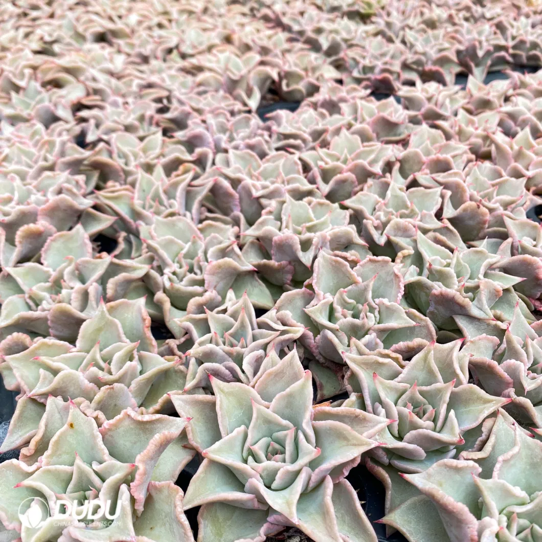 Dudu Wholesale Nursery Echeveria/Haworthia/Lithops/Aeonium/Cactus Colourful Rare Natural Live Succulent Plants