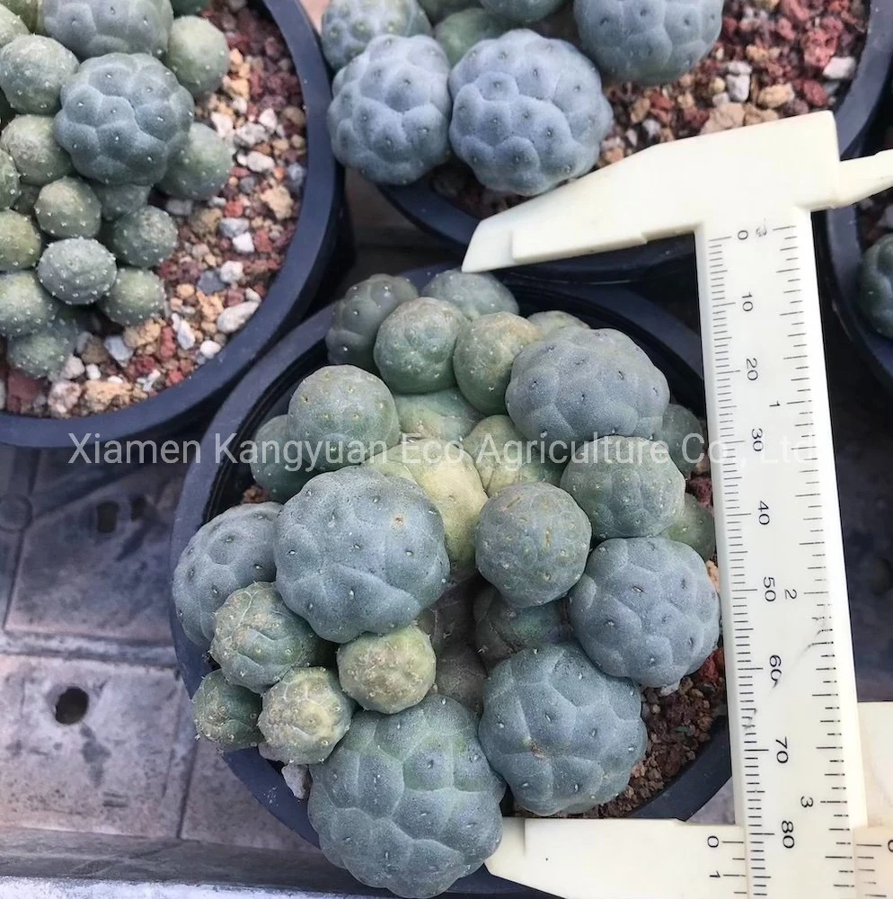 Rare Colorful Variegated Live Cactus