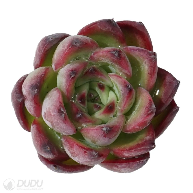 Dudu New Arrival Colorful Bonfire Echeveria Natural Live Succulent