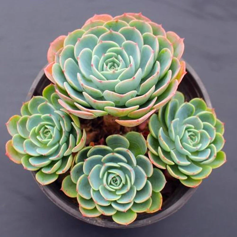 Hotsale Promotion Echeveria Glauca Succulent Plants Bonsai Green Plants Clean The Air and Remove Formaldehyde Living Room Office Inside and Outside