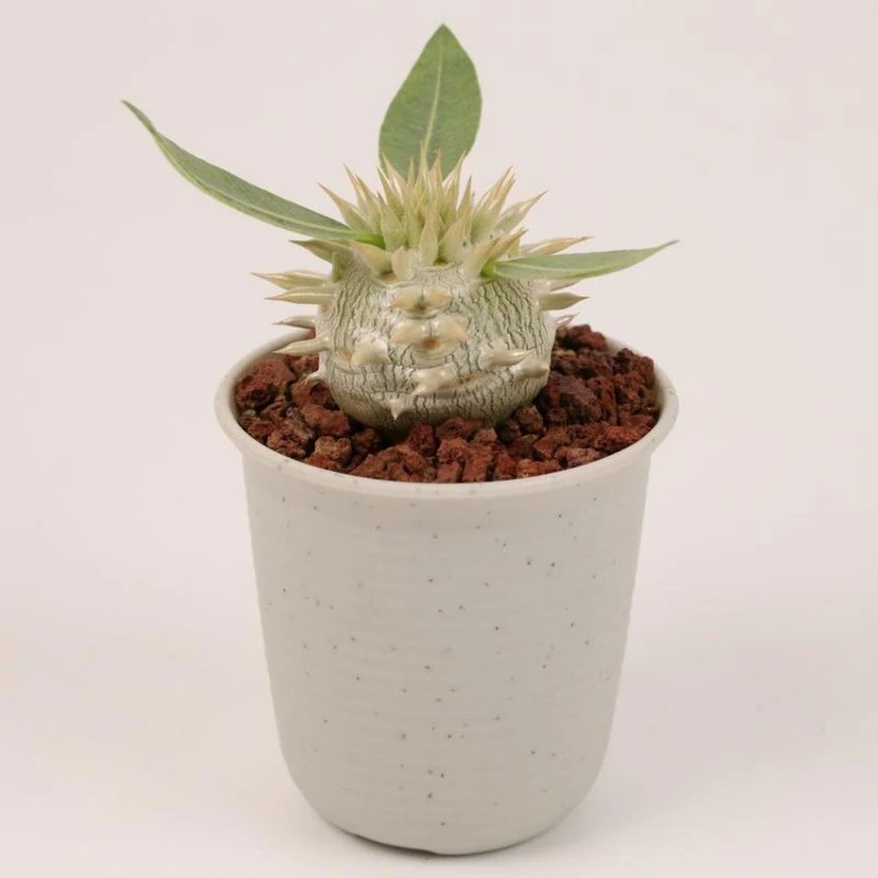 Premier Wholesale Pachypodium Eburneum Natural Live Succulent for Sale