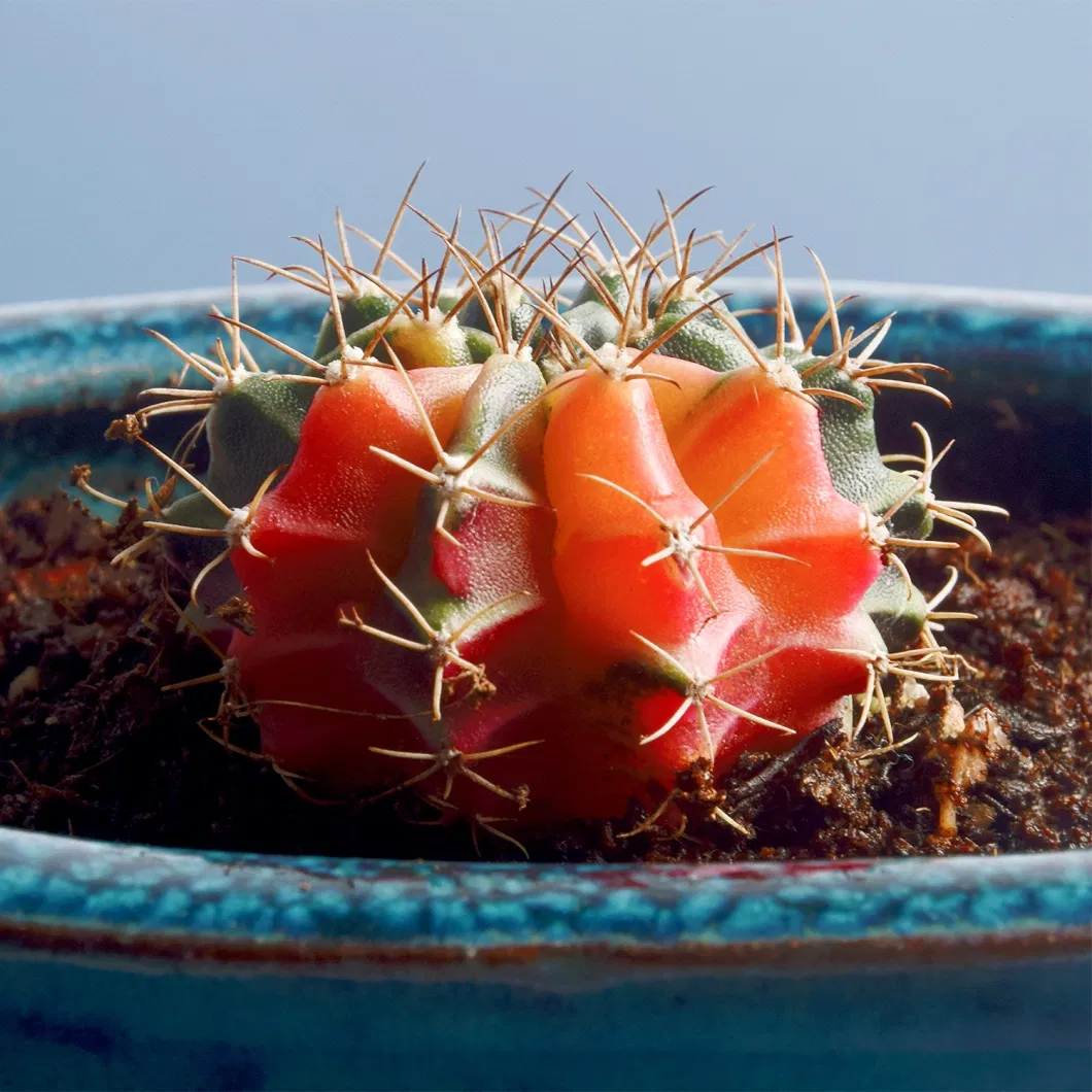 Cactus Succulent Gymnocalycium Mihanovichii Variegated Home Decorative Plants