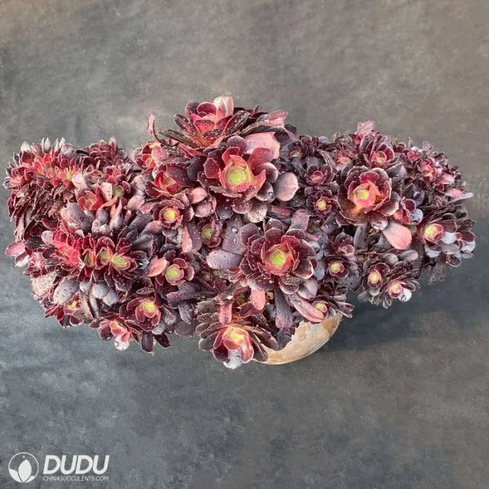 Dudu Type of Real European Purple Cristate Aeonium Natural Live Succulent