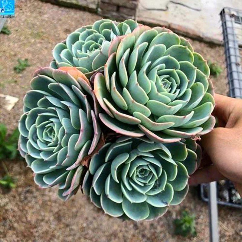 Hotsale Promotion Echeveria Glauca Succulent Plants Bonsai Green Plants Clean The Air and Remove Formaldehyde Living Room Office Inside and Outside