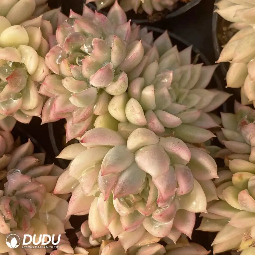 Dudu Colorful New Arrival Mebina Clustering Echeveria Natural Live Succulent in Summer