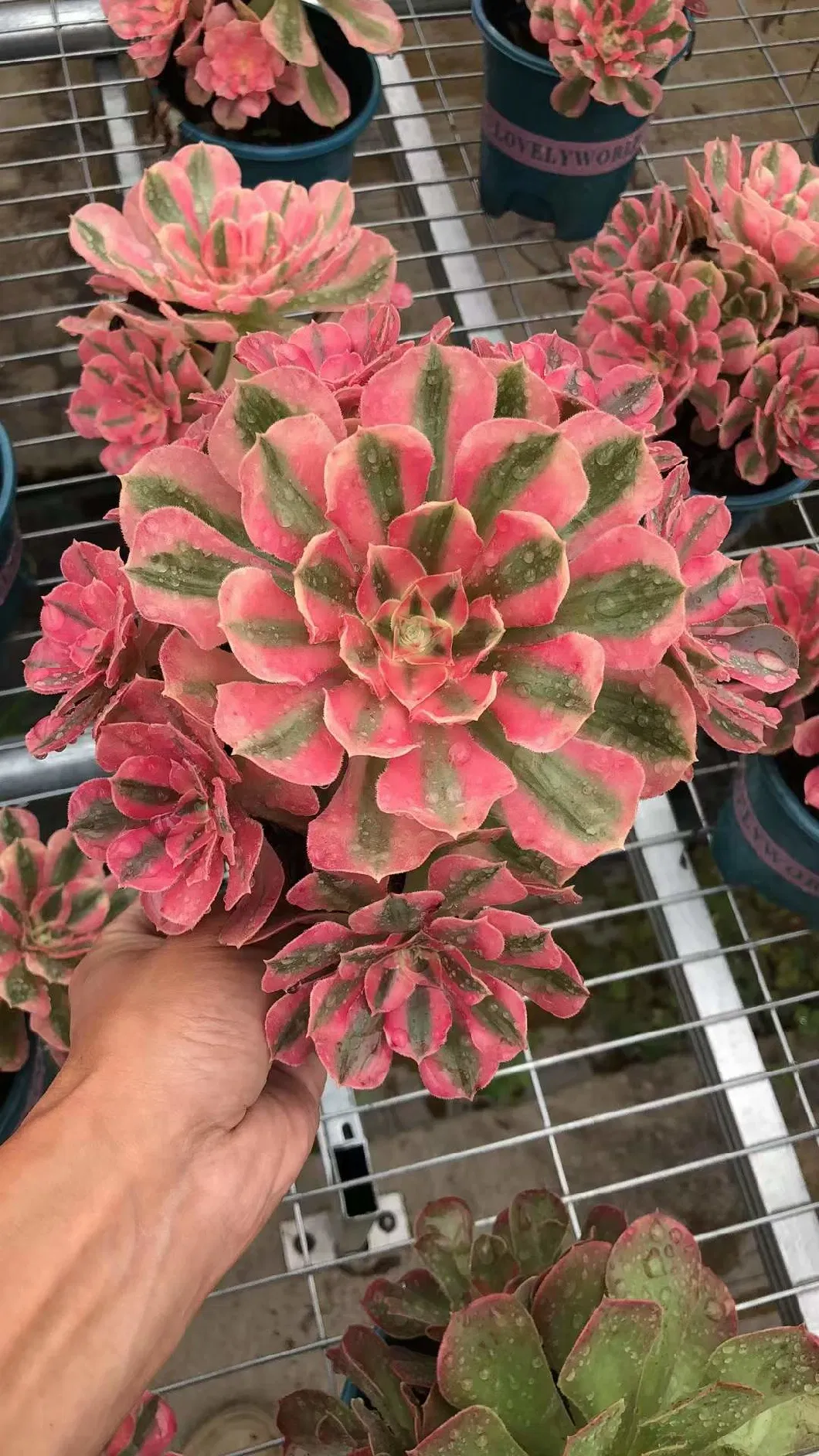 Succulent Aeonium Pink Witch Cluster for Sale