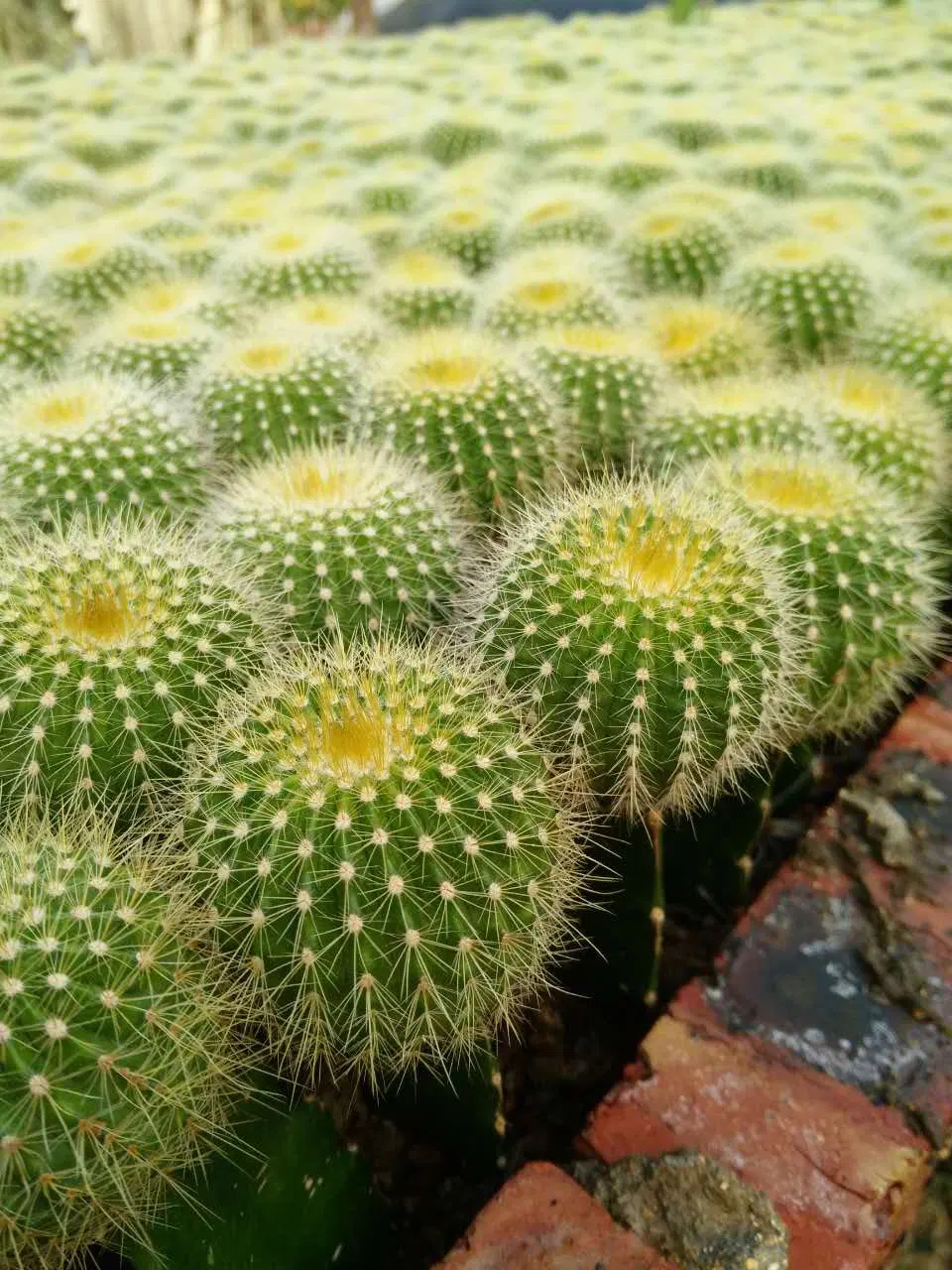 Factory Supply Top Quality Cactus Extract
