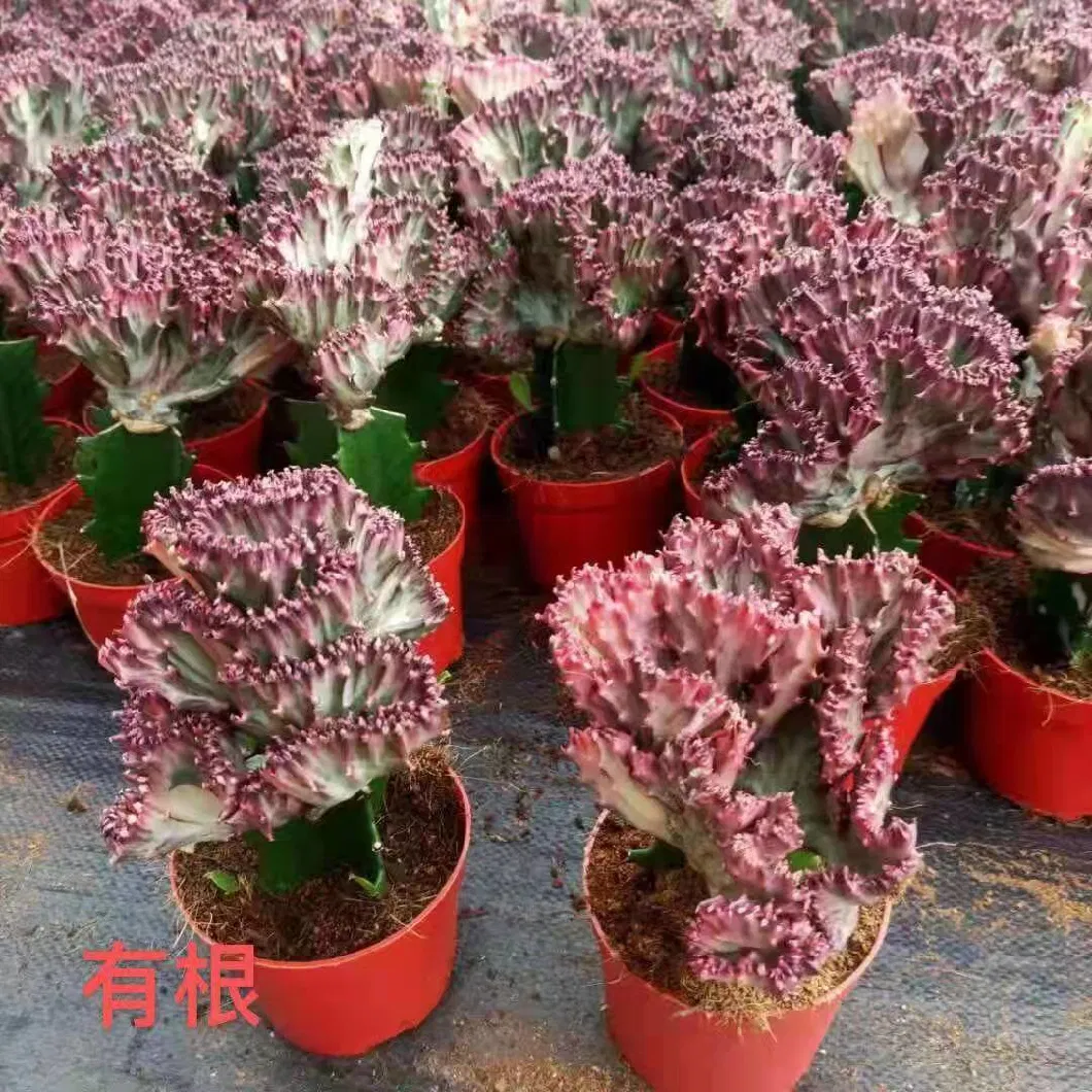 Cactus Succulent Euphorbias Grafted Euphorbia Lactea Cristata Live Plants Home Decoration