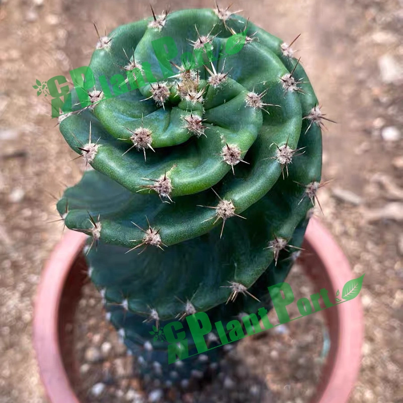Green Cactus Cereus Peruvianus Tortuosus Spiral Garden Plant Bonsai Live Succulents