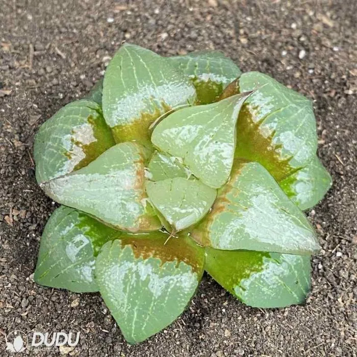 Dudu Pretty Comptoniana&prime;akan Haworthia Natural Live Succulent