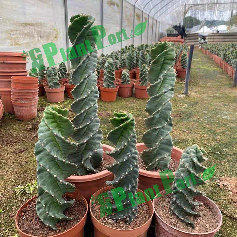 Green Cactus Cereus Peruvianus Tortuosus Spiral Garden Plant Bonsai Live Succulents
