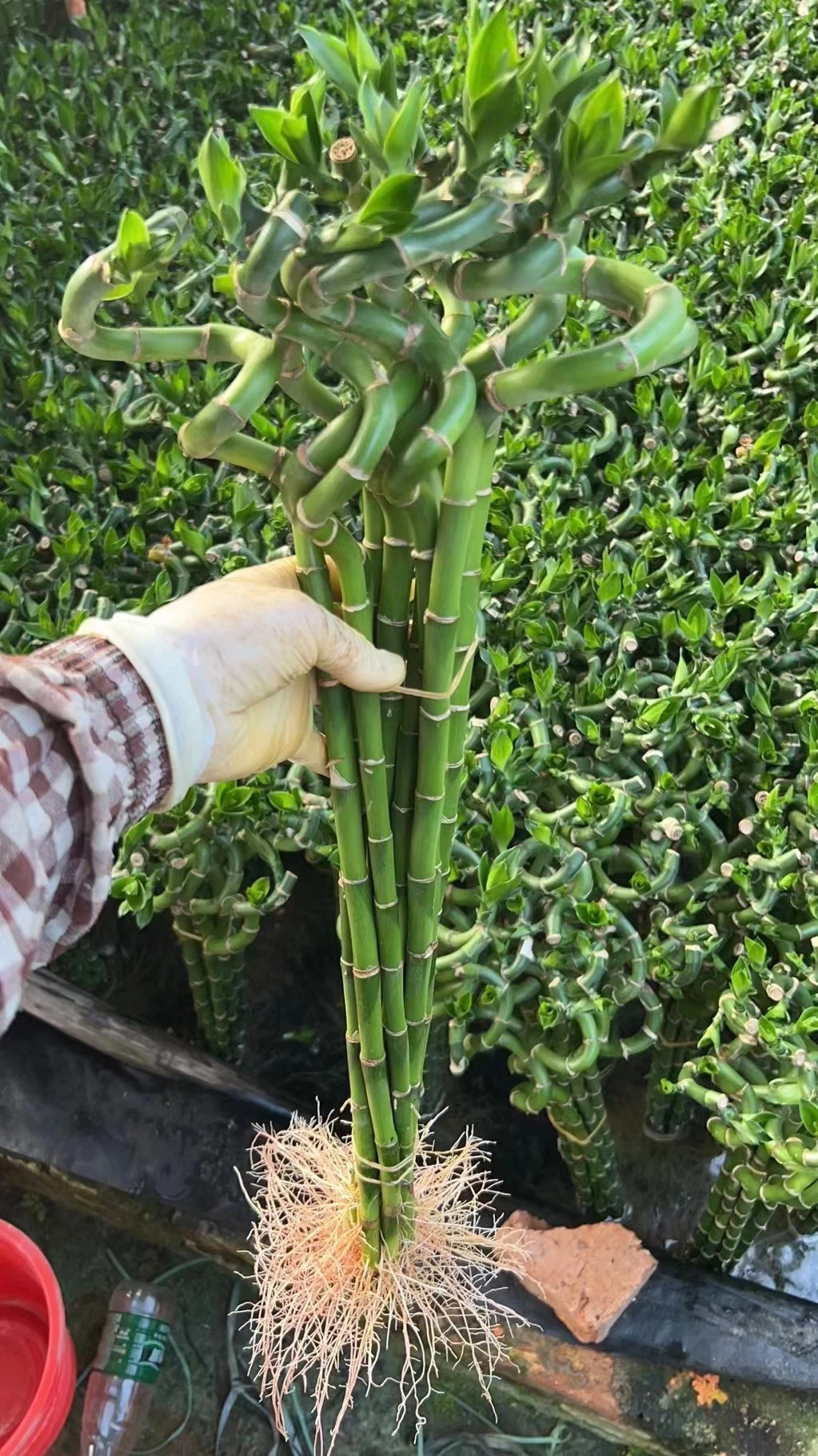 Dracaena Sanderiana Lucky Bamboo Supplier 20 Years Experience