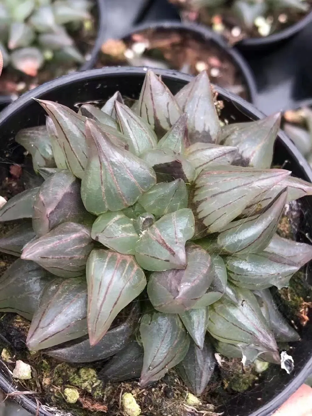 Haworthia Magnifica Live Plants Cactus and Succulent Indoor Decoration Gardening Plant