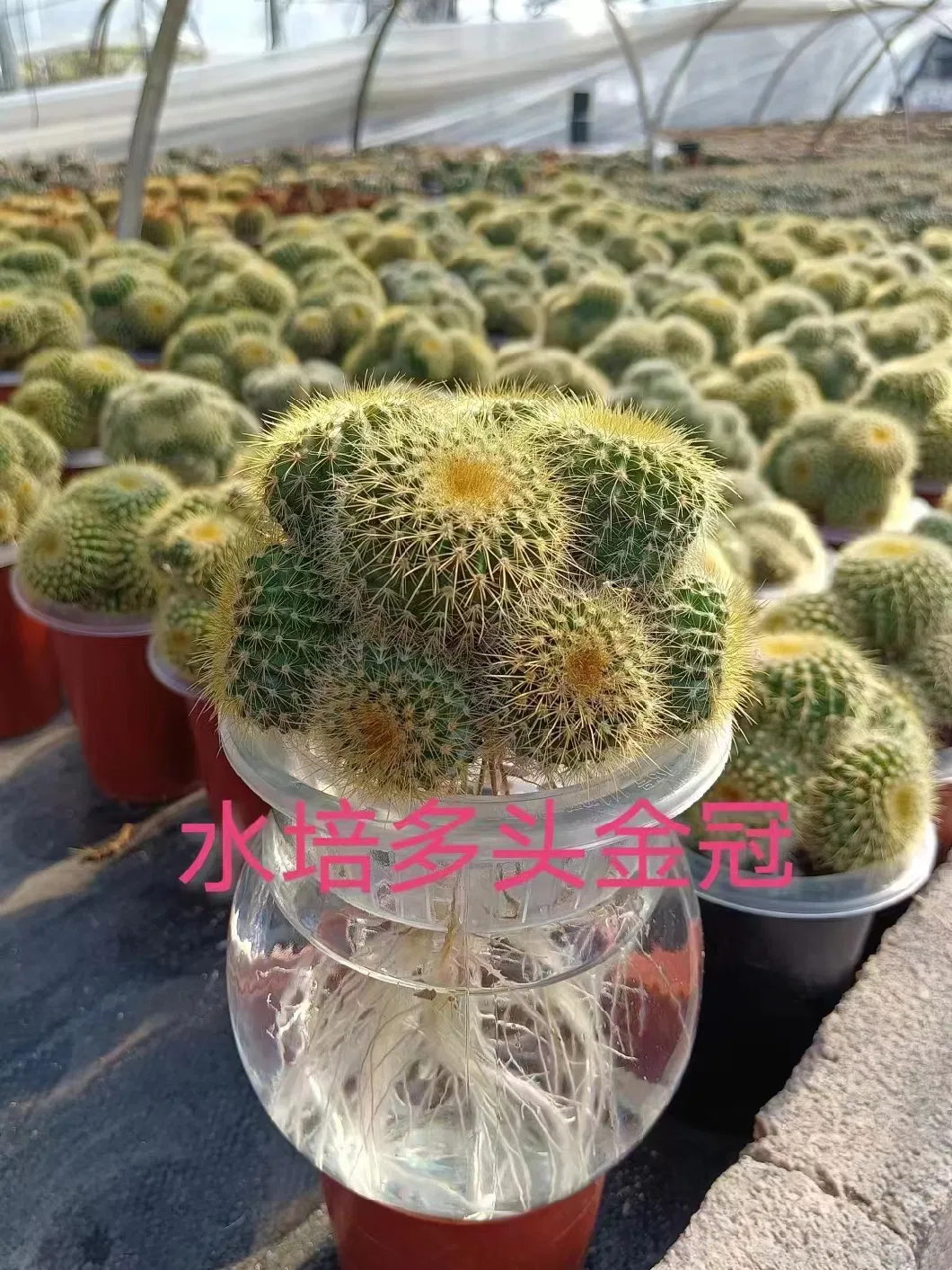 Different Size Live Echinocactus Grusonii Optional Cheap Cactus Wholesales From Farm