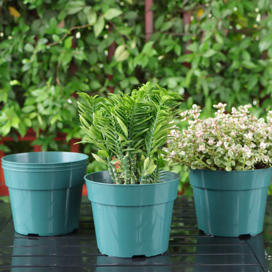 Reinforced Clear Nursery Pots 4/6/8/10 Inches Seedling Pots for Cactus Succulents Plants Transparent Macetas Plastic Gallon Grow Pot